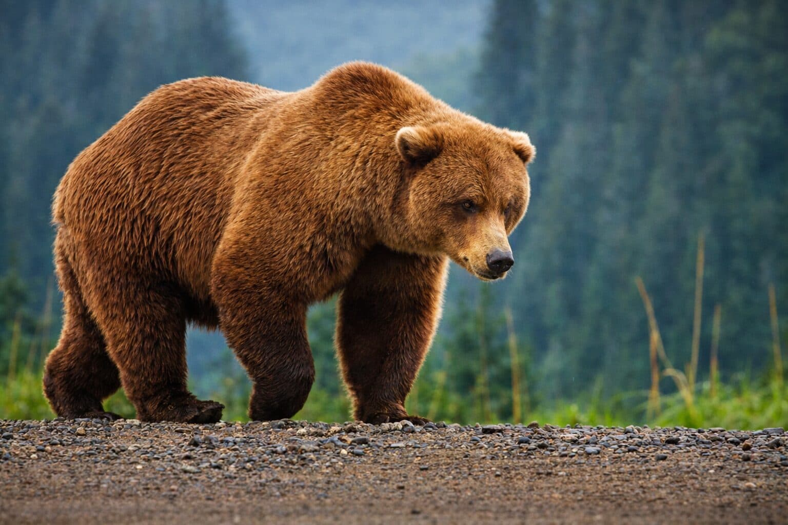 Bitcoin Price Forecast Points to Possible $57K Bottom Amid Cycle Correction