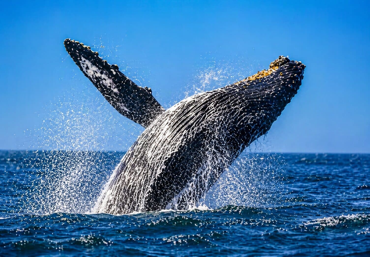 Bitcoin Whale Accumulation Surges as BTC Nears $80,000, Signaling Possible Long-Term Bull Run