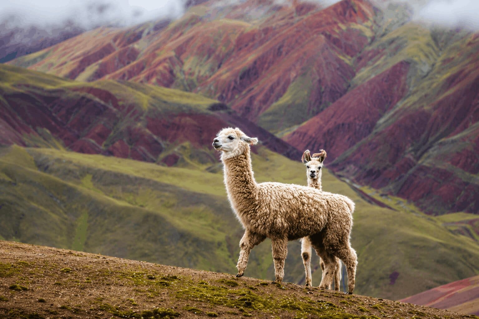 Alpaca Secures $135 Million to Build Out Tokenized, AI-Driven Trading Infrastructure