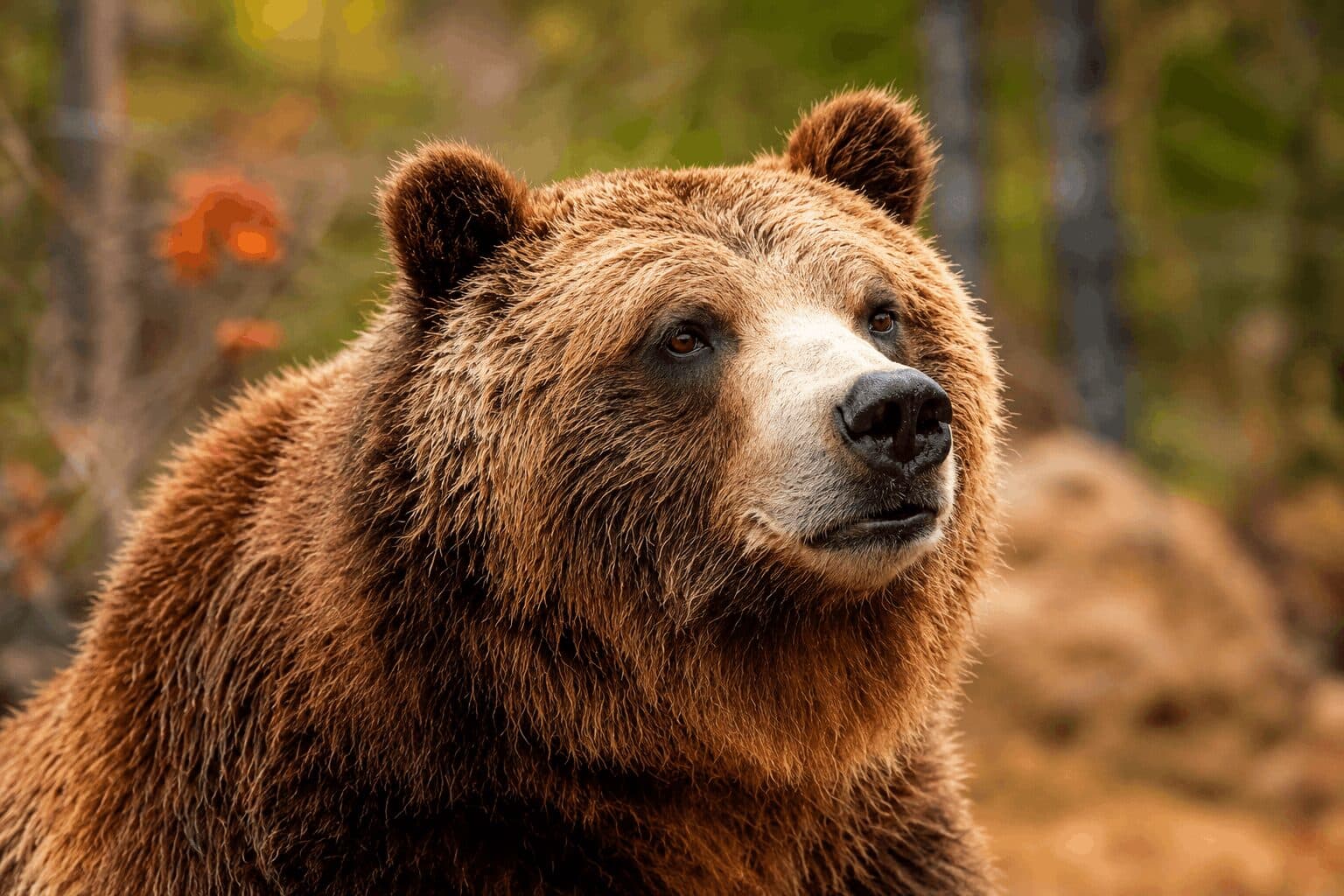 Bitcoin’s Bear Market Could End This Month, Says 10x Research