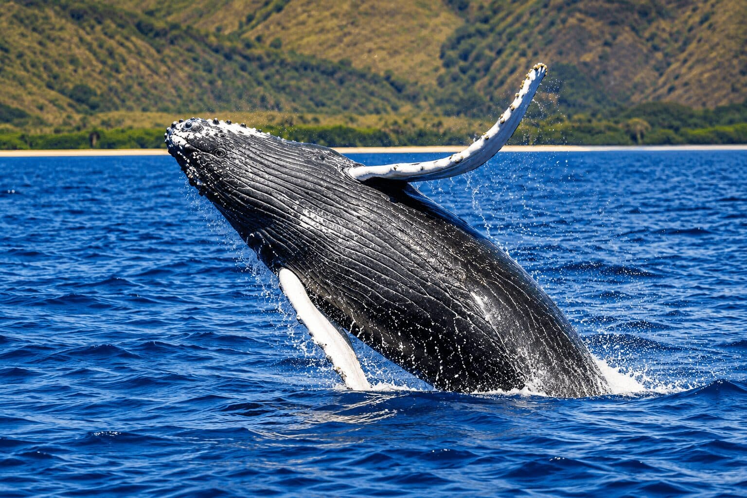 Dormant Ethereum Whale Moves $4.4M in MKR After Seven Years